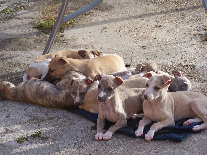 du Harasde Leem - Whippet - Portée née le 23/08/2008